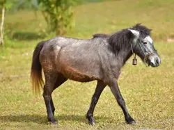 Sulit Dipercaya! 15 Hewan Hybrid Unik Ini Benar-benar Ada di Dunia