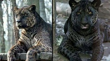 Jaglion adalah hibrida yang dihasilkan dari perkawinan antara jaguar jantan dan singa betina. Mereka sangat langka dan tidak dapat bertahan hidup di alam liar, karena sangat sedikit jantan yang subur. Dua ekor Jaglion lahir secara tidak sengaja di Suaka Margasatwa Bear Creek pada tanggal 9 April 2006, ketika seekor jaguar bernama Diablo dan seekor singa betina bernama Lola kawin. Lola melahirkan Jahzara dan Tsunami. Si betina, Tsunami, memiliki bintik-bintik, sementara Jahzara mewarisi gen melanisme dominan dari ayahnya. ( Foto: unbelievable-facts