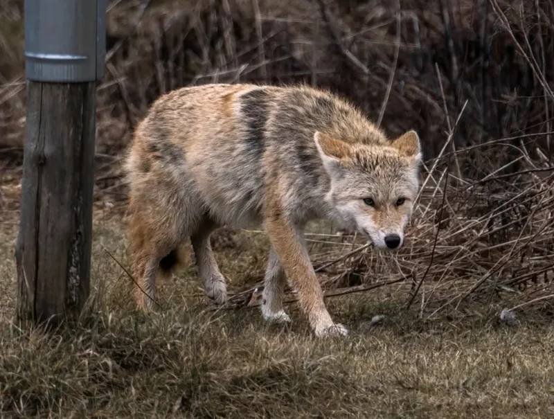 Hewan Hybrid yang Mencengangkan