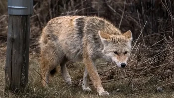 Coywolf, yang juga disebut Woyote, secara genetik dekat dengan serigala merah dan timur, yang baru terpisah sekitar 150-300.000 tahun yang lalu. Perkawinan silang antara spesies ini semakin umum terjadi, meskipun hibrida antara Coywolf dan serigala abu-abu Eurasia sangat jarang. Hewan hibrida ini biasanya lebih besar daripada anjing hutan. Hibrida serigala-anjing hutan timur cenderung membentuk kelompok sosial yang lebih kooperatif dan tidak terlalu agresif satu sama lain daripada anjing hutan murni. Foto: unbelievable-facts