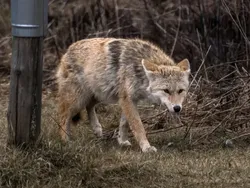 Sulit Dipercaya! 15 Hewan Hybrid Unik Ini Benar-benar Ada di Dunia