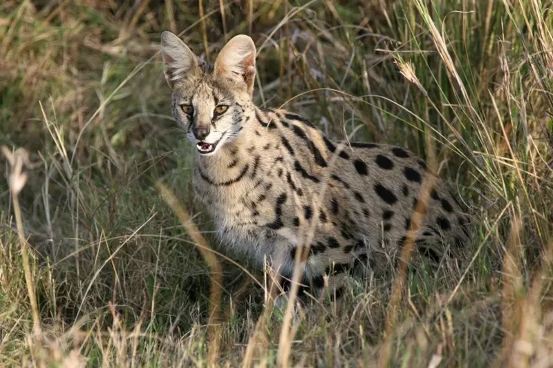 Hewan Hybrid yang Mencengangkan