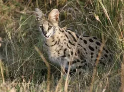 Sulit Dipercaya! 15 Hewan Hybrid Unik Ini Benar-benar Ada di Dunia