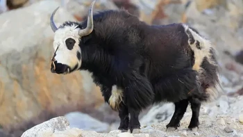 Dzo adalah hasil persilangan antara yak liar dan sapi peliharaan. Kata Dzo secara khusus merujuk pada varian jantan, sedangkan betina dikenal sebagai Dzomo atau Zhom. Dzo lebih besar dan lebih kuat daripada spesies induknya karena fenomena genetik hibrida heterosis (kekuatan hibrida). Dzomo bersifat subur, sedangkan Dzo bersifat mandul. Di Mongolia dan Tibet, Dzo dan Dzomo secara luas diterima sebagai hewan yang lebih produktif daripada sapi atau yak, baik dalam hal produksi susu maupun daging. Foto: unbelievable-facts