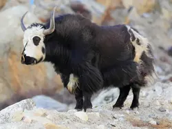 Sulit Dipercaya! 15 Hewan Hybrid Unik Ini Benar-benar Ada di Dunia