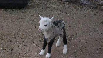Geep atau Shoat merupakan hasil persilangan antara domba dan kambing. Meskipun domba dan kambing tampak serupa, keduanya berasal dari genus yang berbeda dalam famili Bovidae. Itulah sebabnya perkawinan antara keduanya sering kali menghasilkan keturunan yang lahir mati, sehingga hasil persilangan sangat langka. Pada tahun 2000, di Kementerian Pertanian Botswana, seekor domba jantan dan seekor kambing betina kawin, dan keturunan mereka bertahan hidup. Bulu luarnya kasar, bulu dalamnya berbulu, kakinya panjang seperti kambing, dan tubuhnya seperti domba. Namun, ia mandul. Foto: unbelievable-facts