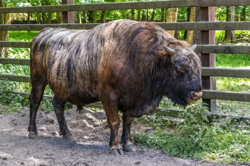 Hewan Hybrid yang Mencengangkan