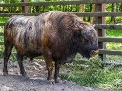 Sulit Dipercaya! 15 Hewan Hybrid Unik Ini Benar-benar Ada di Dunia