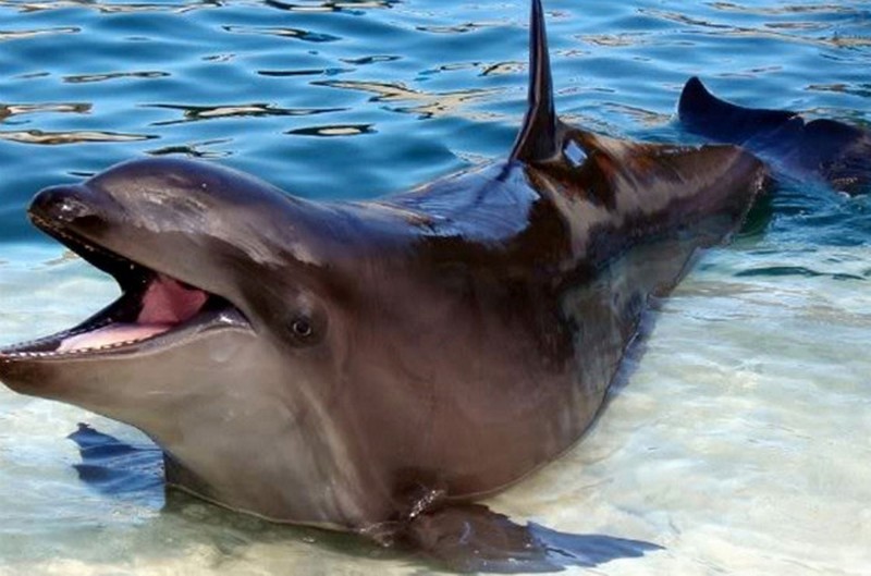 Hewan Hybrid yang Mencengangkan