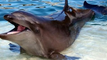 Lumba-lumba wholphin adalah hewan hibrida sangat langka yang merupakan hasil perkawinan antara lumba-lumba betina dan paus pembunuh palsu jantan. Paus bungkuk pertama yang tercatat lahir di Tokyo SeaWorld tetapi mati setelah 200 hari. Meskipun mereka telah dilaporkan hidup di alam liar, hanya satu yang bernama Kekaimalu yang saat ini hidup di penangkaran. Foto: unbelievable-facts