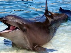 Sulit Dipercaya! 15 Hewan Hybrid Unik Ini Benar-benar Ada di Dunia