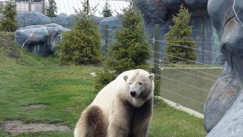 Beruang Grolar, yang juga dikenal sebagai Polizzly atau Nanulak, adalah hewan hibrida langka yang ditemukan di alam liar dan dibiakkan di penangkaran. Keberadaan hibrida ini pertama kali dikonfirmasi pada tahun 2006 setelah pengujian DNA terhadap seekor beruang berpenampilan aneh yang ditembak di dekat Pelabuhan Sachs di Pulau Banks di Kanada. Beruang grizzly merupakan subspesies dari beruang cokelat, yang biasanya hidup dan berkembang biak di darat. Sebaliknya, beruang kutub lebih menyukai air dan es, dan biasanya berkembang biak di atas es. Foto: unbelievable-facts