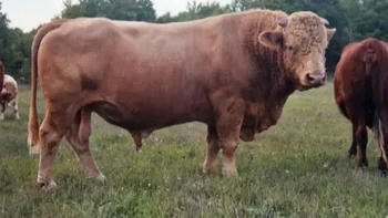 Beefalo, juga dikenal sebagai Cattalo, merupakan persilangan antara sapi domestik dan kerbau Amerika. Meskipun perkawinan silang yang tidak disengaja telah diketahui sejak tahun 1749 di Amerika Utara, sapi dan bison pertama kali dikawin silangkan secara sengaja pada pertengahan abad ke-19. Pada tahun 1880, upaya pertama yang tercatat untuk mengawinkan bison dan sapi dilakukan oleh Kolonel Samuel Bedson, Kepala Penjara Stoney Mountain di Winnipeg. Beefalo biasanya menyerupai sapi dalam hal genetika dan penampilan. Beefalo utuh biasanya memiliki tiga per delapan (37,5%) genetika bison. Hewan hibrida ini dianggap lebih unggul dari spesies induknya, menghasilkan lebih banyak susu daripada kerbau sambil mempertahankan kekuatan yang sama. Foto: unbelievable-facts