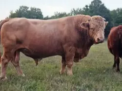 Sulit Dipercaya! 15 Hewan Hybrid Unik Ini Benar-benar Ada di Dunia