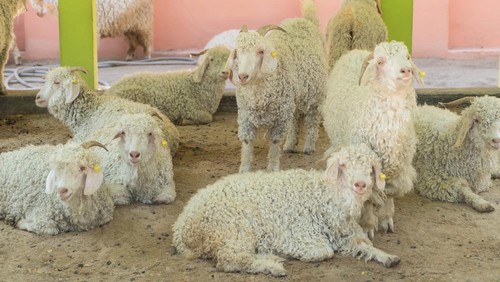 Hewan Kurban Idul Adha