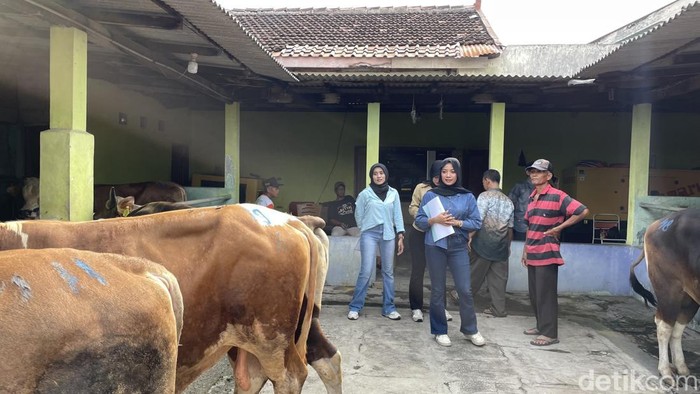 Suasana jual beli sapi kurban di UD Mulyo Slamet di Sentolo, Kulon Progo, Sabtu (10/5/2025). Pemilik merekrut SPG untuk membantu penjualan jelang Idul Adha.