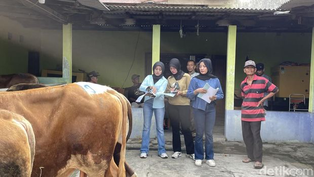 Suasana jual beli sapi kurban di UD Mulyo Slamet di Sentolo, Kulon Progo, Sabtu (10/5/2025). Pemilik merekrut SPG untuk membantu penjualan jelang Idul Adha.