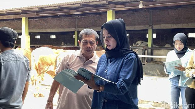 Suasana jual beli sapi kurban di UD Mulyo Slamet di Sentolo, Kulon Progo, Sabtu (10/5/2025). Pemilik merekrut SPG untuk membantu penjualan jelang Idul Adha.