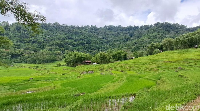 Kalimantan Timur (Kaltim) punya potensi menjadi episentrum pertanian di Indonesia. Menteri Pertanian (Mentan) Andi Amran Sulaiman menargetkan Kaltim swasembada pangan paling lambat pada 2026.