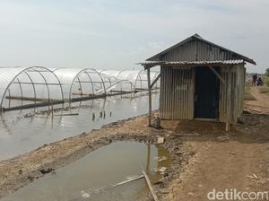 Potret Kampung Garam di Indramayu yang Masih Tertidur