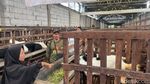 Peternakan Kambing di Mojokerto Mulai Ramai Pembeli Jelang Idul Adha