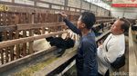 Peternakan Kambing di Mojokerto Mulai Ramai Pembeli Jelang Idul Adha