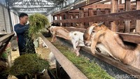 Dari luasan ini, 240 meter persegi untuk kandang model panggung yang selalu terjaga kebersihannya. Dengan kapasitas tersebut, kandang ini mampu menampung sebanyak 300 ekor kambing dan domba.