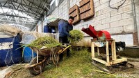 Peternakan milik Decka Vertian Ginanjar (36) ini menghasilkan 25-30 ekor anakan kambing dan domba setiap bulan. Luasnya mencapai 1.000 meter persegi.