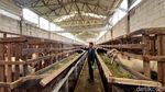 Peternakan Kambing di Mojokerto Mulai Ramai Pembeli Jelang Idul Adha