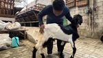 Peternakan Kambing di Mojokerto Mulai Ramai Pembeli Jelang Idul Adha