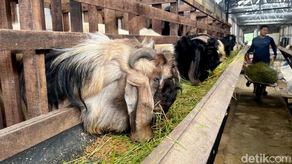 Peternakan Kambing di Mojokerto Mulai Ramai Pembeli Jelang Idul Adha