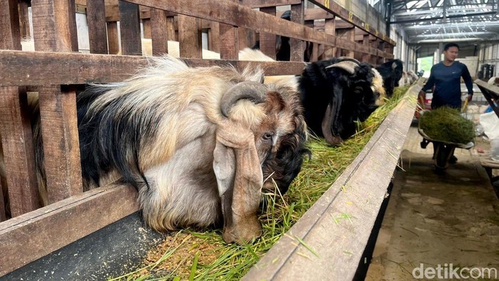 Perternakan kambing di Mojokerto mulai ramai pembeli jelang Idul Adha