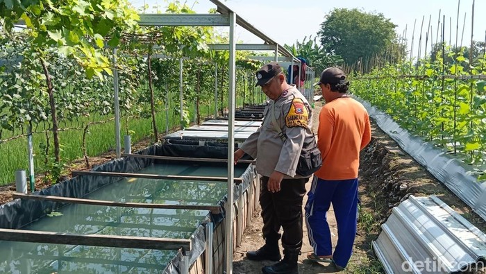 Polisi Sidorajo saat mengunjungi petani aquaponik.