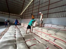 Serapan Gabah Tinggi, Bulog Indramayu Tak Lagi Impor Beras
