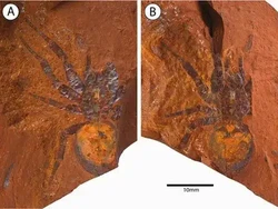 Laba-laba Sudah Berkeliaran Sejak Jutaan Tahun Lalu, Ini Buktinya