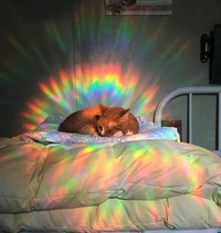 Foto-foto nyeni