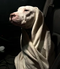 Foto-foto nyeni