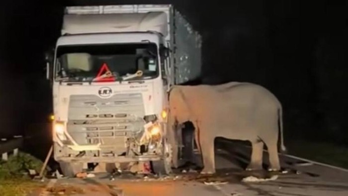 Induk gajah di Gerik-Jeli East-West Highway (JRTB), Perak, Malaysia