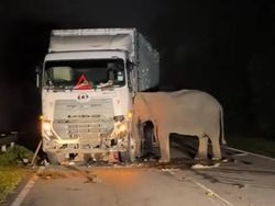 Viral Anak Gajah Mati Tertabrak Truk, Induk Bergeming Tak Mau Pergi