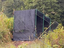 Biantara dan Emilia, Dua Elang Jawa yang Kini Terbang Bebas