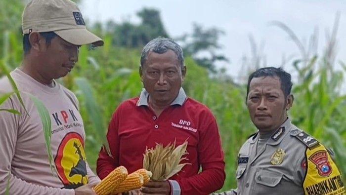 Polsek Jabon Sidoarjo menanam jagung untuk mendukung ketahanan pangan nasional