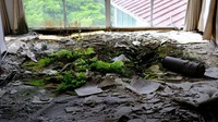 Ruang kosong hotel 252 kamar itu ditumbuhi pohon dan tanaman. Hotel itu sekarang lebih tampak seperti hutan daripada bangunan mewah. Foto: Gamma-Rapho via Getty Images/Victor LOCHON