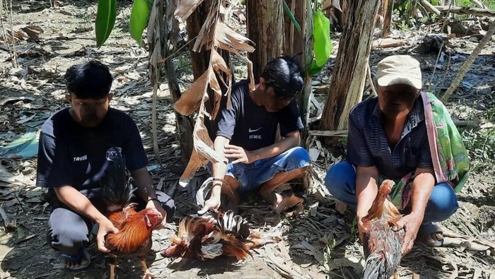 Polisi menggerebek lokasi judi sabung ayam di Kabupaten Barru, Sulawesi Selatan (Sulsel). Tiga orang ditangkap dan enam motor disita polisi dalam penggerebekan tersebut.