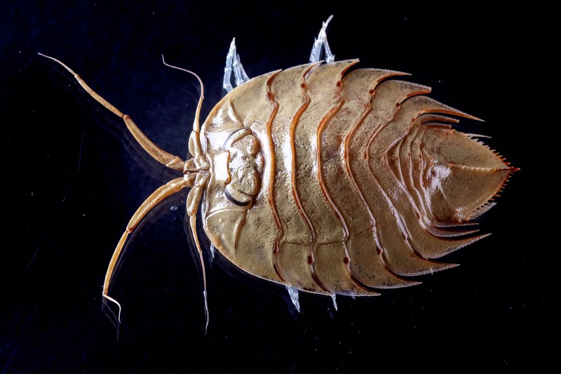 Hewan di perairan Antartika