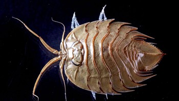 Trilobites mungkin sudah punah ratusan juta tahun yang lalu, tapi perairan Antartika rupanya menjadi rumah dari hewan kembarannya yang bernama Ceratoserolis trilobitoides. Hewan ini memiliki badan seperti tameng yang melindungi mereka dari predator. Foto: RSV Nuyina