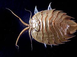 Aneka Hewan Misterius yang Ditemukan di Kedalaman Antartika