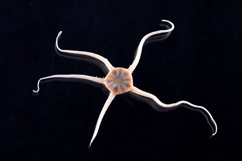 Hewan di perairan Antartika