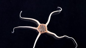 Ophionotus victoriae atau bintang laut rapuh Victoria memiliki lima lengan kurus yang panjangnya bisa mencapai 10cm. Spesies bintang laut ini dapat menumbuhkan kembali lengannya dengan lebih cepat dibandingkan hewa echinodermata lainnya. Foto: RSV Nuyina