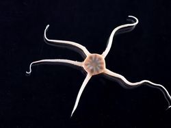 Aneka Hewan Misterius yang Ditemukan di Kedalaman Antartika