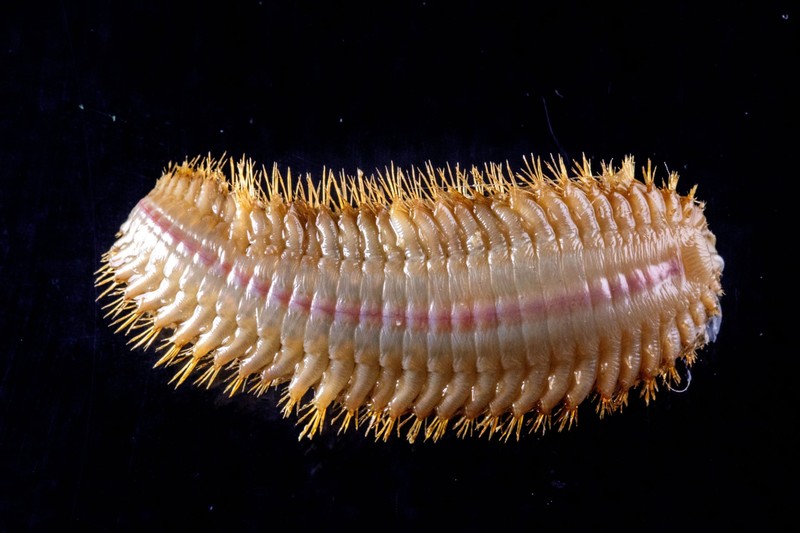 Hewan di perairan Antartika